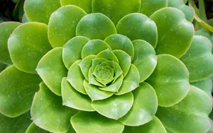 多肉植物盆栽图片_6
