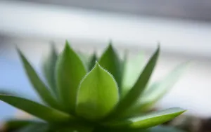 多肉植物盆栽图片_8
