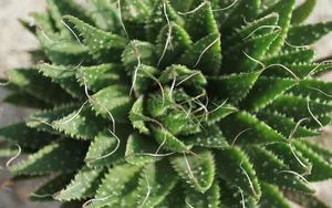 多肉植物盆栽图片_9