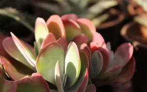 多肉植物盆栽图片_12