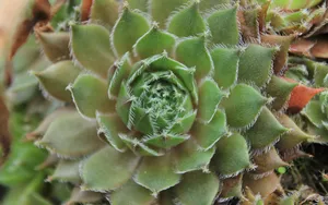 多肉植物盆栽图片_15