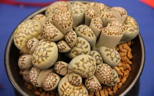 多肉植物盆栽图片_17