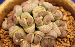 多肉植物盆栽图片_18