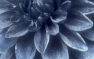 大丽花特写图片壁纸_4