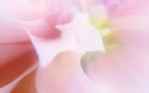 大丽花特写图片壁纸_7