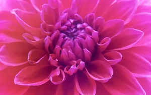 大丽花特写图片壁纸_11