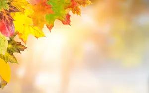 好看的枫叶图片壁纸_7