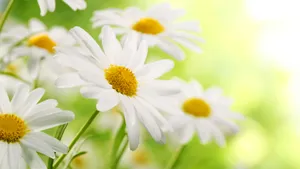 野外白菊花图片_2