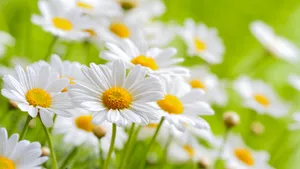 野外白菊花图片_3