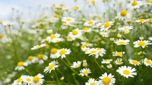 野外白菊花图片_4
