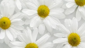 野外白菊花图片_5