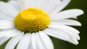 野外白菊花图片_7
