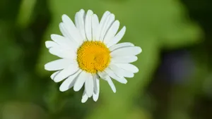 野外白菊花图片_8