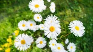 野外白菊花图片_9