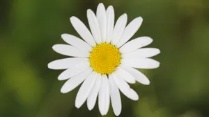 野外白菊花图片_10