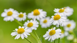 野外白菊花图片_11