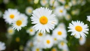 野外白菊花图片_12