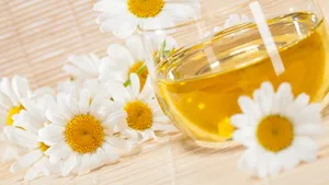 野外白菊花图片_13