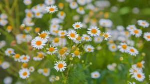 野外白菊花图片_14