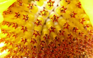 向日葵花超清特写图片_13