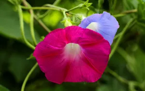 五彩缤纷的牵牛花图片