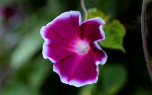 五彩缤纷的牵牛花图片_2