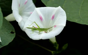 五彩缤纷的牵牛花图片_3
