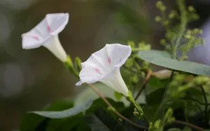 五彩缤纷的牵牛花图片_4