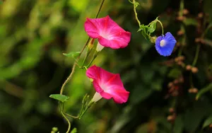 五彩缤纷的牵牛花图片_5