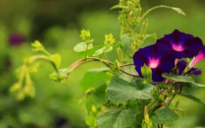 五彩缤纷的牵牛花图片_6
