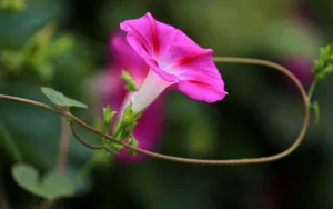 五彩缤纷的牵牛花图片_7