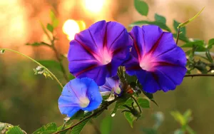 五彩缤纷的牵牛花图片_8