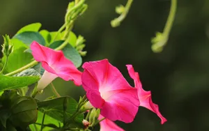 五彩缤纷的牵牛花图片_9
