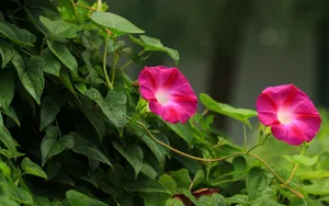 五彩缤纷的牵牛花图片_10