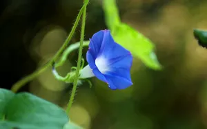 五彩缤纷的牵牛花图片_12