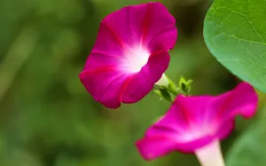 五彩缤纷的牵牛花图片_13