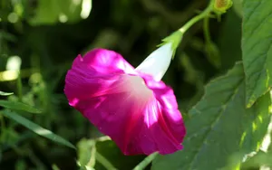 五彩缤纷的牵牛花图片_14