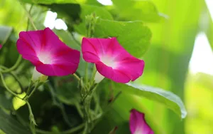 五彩缤纷的牵牛花图片_15