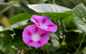 五彩缤纷的牵牛花图片_16