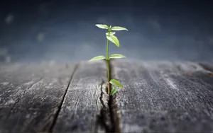 绿色生命嫩芽图片_2