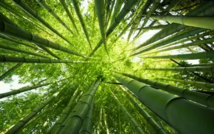 清凉绿色竹林图片