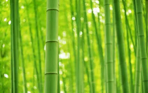 清凉绿色竹林图片_2