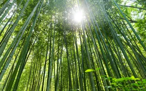清凉绿色竹林图片_3