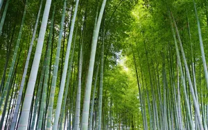 清凉绿色竹林图片_4