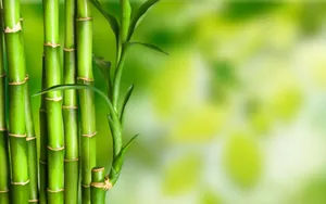 清凉绿色竹林图片_8