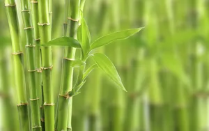 清凉绿色竹林图片_9