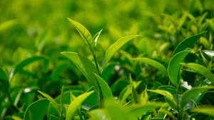 绿色植物茶叶图片壁纸_2