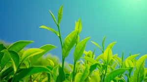 绿色植物茶叶图片壁纸_3