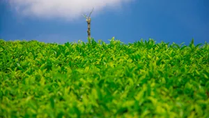 绿色植物茶叶图片壁纸_4