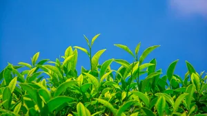 绿色植物茶叶图片壁纸_5